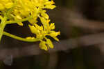 Low pinebarren milkwort